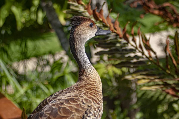 Ananas platyrhynchos linnaeus — Fotografia de Stock