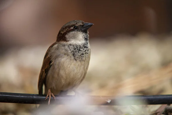 Sparrow midden in de natuur 3 — Stockfoto