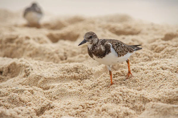 Dulus dominicus op strand 6 — Stockfoto