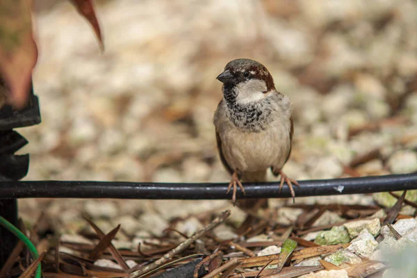 Sparrow in the middle of nature 2