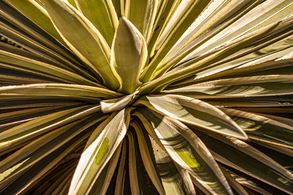 Aloe plant texture — Stock Photo, Image