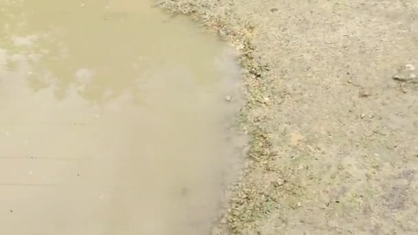 ドミニカ共和国の未舗装道路の地面にある水溜り — ストック動画