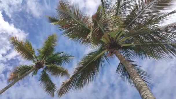 カリブ海のヤシはドミニカ共和国の風と共に動きます — ストック動画