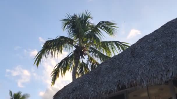 Palmeras Caribeñas Mueven Con Viento República Dominicana — Vídeo de stock