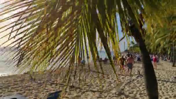 Dominik Cumhuriyeti Sahilinde Palmiye Yaprağı Detayı — Stok video
