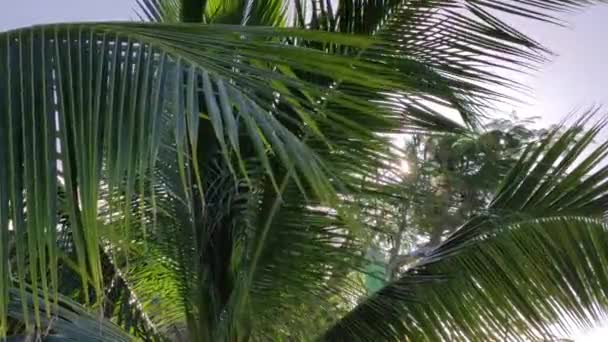Palm Detail Susnet Bahoruco República Dominicana — Vídeo de Stock