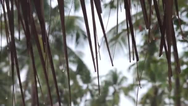 棕榈叶细雨 — 图库视频影像