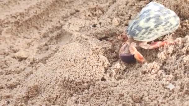 Crabe Ermite Sur Sable République Dominicaine — Video