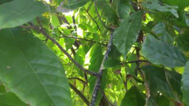 Dominik Cumhuriyeti 'nde kakao yaprakları doğada