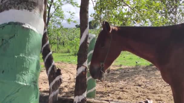 Лошади Привязаны Дереву Группе Время Поездки Доминиканскую Республику — стоковое видео