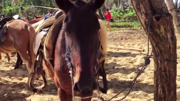 Лошади Привязаны Дереву Группе Время Поездки Доминиканскую Республику — стоковое видео