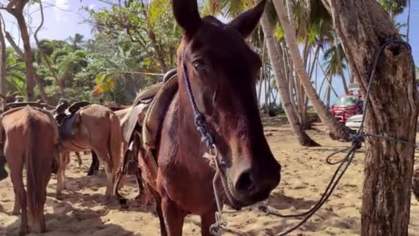 Konie Przywiązane Drzewa Grupie Podczas Wycieczki Dominikany — Wideo stockowe