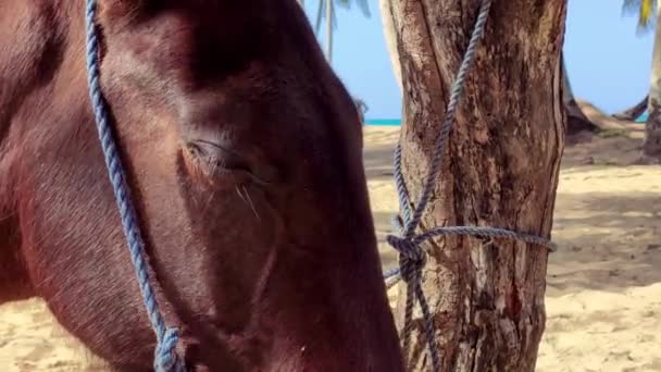 Cavalos Amarrados Uma Árvore Grupo Durante Uma Viagem República Dominicana — Vídeo de Stock