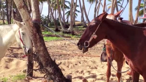 Chevaux Attachés Arbre Dans Groupe Lors Voyage République Dominicaine — Video