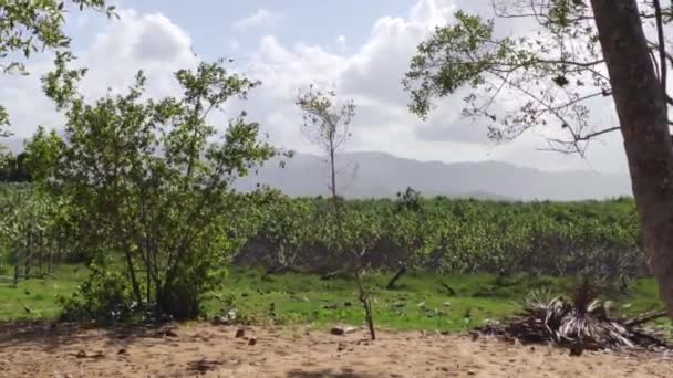 Panorama Hermosa Natural Playa Playa Limón República Dominicana — Vídeo de stock