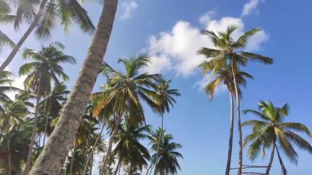 Dominik Cumhuriyeti Teki Playa Limonu Nun Güzel Doğal Plajının Manzarası — Stok video