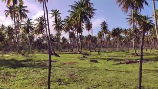 Panorama Beautiful Natural Beach Playa Limon Dominican Republic — Stock Video