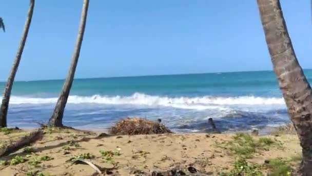 Panorama Van Het Prachtige Natuurlijke Strand Van Playa Limon Dominicaanse — Stockvideo