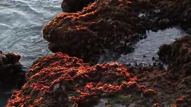 ドミニカ共和国のカリブ海沿岸のサンゴ礁の間の水2 — ストック動画