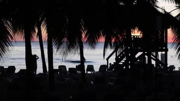 Силует Карибського Моря Пальмами Морем — стокове відео