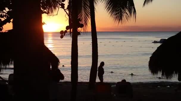 ヤシの木と海のカリブ海の夕日シルエット8 — ストック動画