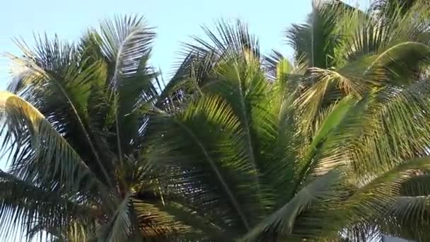 Detalle Palmera Caribe República Dominicana — Vídeos de Stock