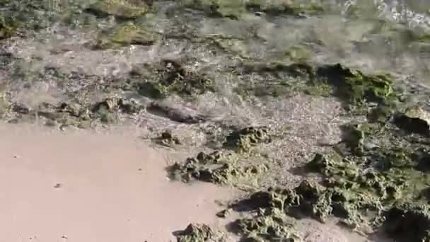 Acqua Trasparente Del Mare Dei Caraibi Nella Repubblica Dominicana — Video Stock