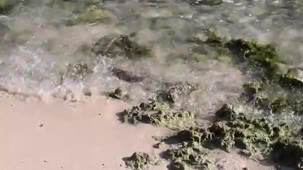 Acqua Trasparente Del Mare Dei Caraibi Nella Repubblica Dominicana — Video Stock