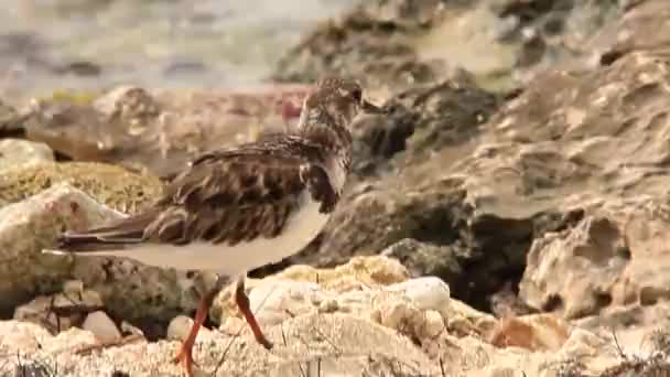 Uccelli Sulla Spiaggia Repubblica Dominicana — Video Stock