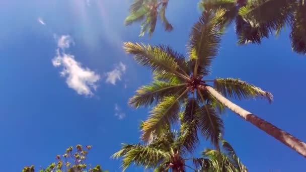 ドミニカ共和国の青い空の下からヤシの木を滑らす2 — ストック動画