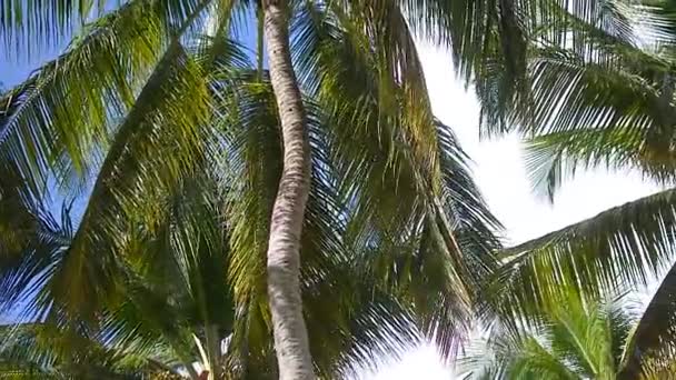 ドミニカ共和国の青空の下からヤシの木を滑り降りる — ストック動画