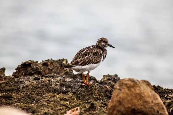 Dulus Dominicus Verhuist Naar Strand Dominicaanse Republiek — Stockfoto