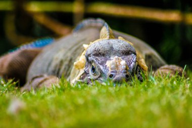 İguana Dominika Cumhuriyeti 'ndeki yeşil çimlere tünedi