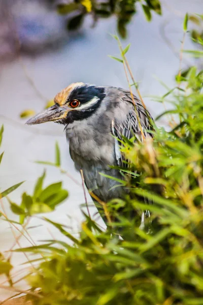 Grote Donkergekleurde Vogel Ondergedompeld Natuur Van Dominicaanse Republiek — Stockfoto