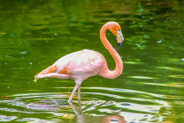 Flamingos Rosa Empoleirado Uma Lagoa República Dominicana — Fotografia de Stock