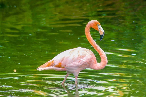 Rosa Flamingos Uppe Damm Dominikanska Republiken — Stockfoto