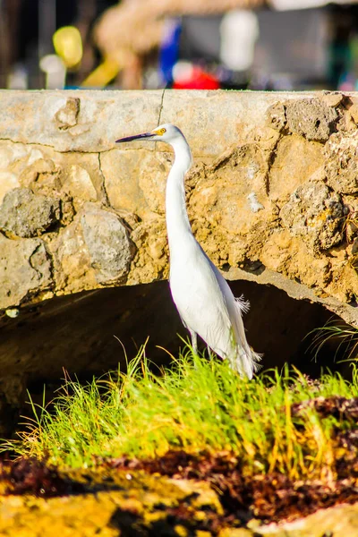 Экспедитор Bubulcus Ibis Берега Моря Пляже Доминиканской Республике — стоковое фото