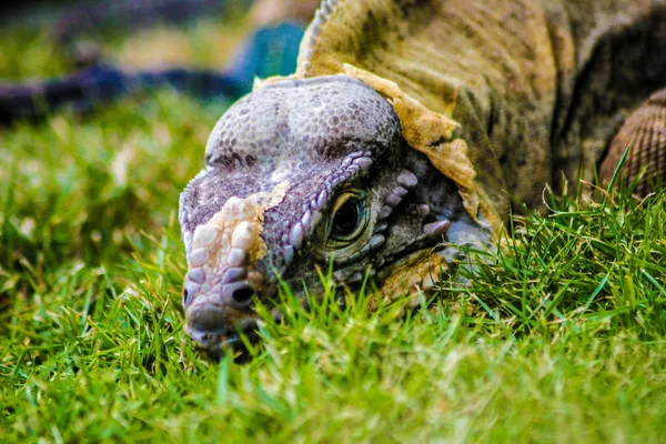 Iguana Empoleirado Grama Verde República Dominicana — Fotografia de Stock