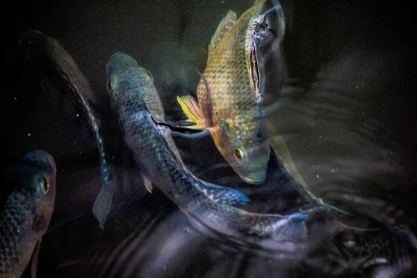 Peixes Nadam Sob Água Transparente Uma Lagoa República Dominicana — Fotografia de Stock