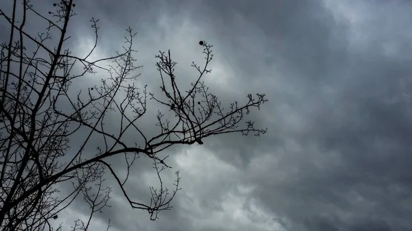 Ramos Nus Sob Céu Nublado Tempo Inverno — Fotografia de Stock