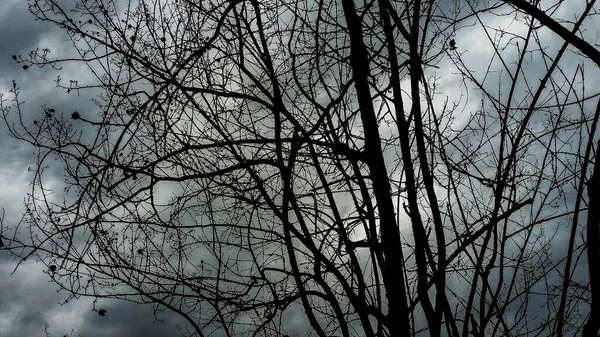 Bare Κλαδιά Κάτω Από Ένα Συννεφιασμένο Ουρανό Χειμώνα — Φωτογραφία Αρχείου