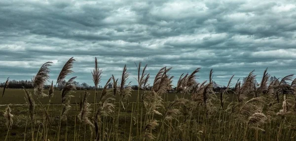 Baharda Bulutlu Bir Gökyüzünün Altında Kırsal Bitki Örtüsü — Stok fotoğraf