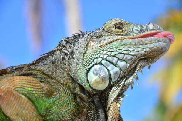 Green Iguana Close Immersed Vegetation Tropical Forest Mexico — Stock Photo, Image