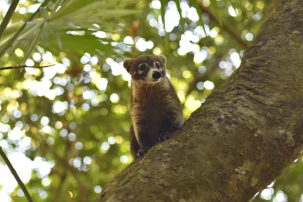 Petit Spécimen Coati Grimpe Aux Arbres Dans Forêt Tropicale — Photo
