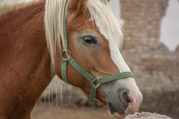 Close Portrait Beautiful Brown Horse White Mane — Stock Photo, Image