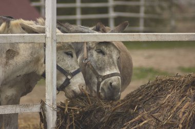 İtalya 'da bir çiftliğin içindeki muhafazada gri bir eşek.