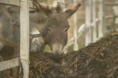 İtalya 'da bir çiftliğin içindeki muhafazada gri bir eşek.