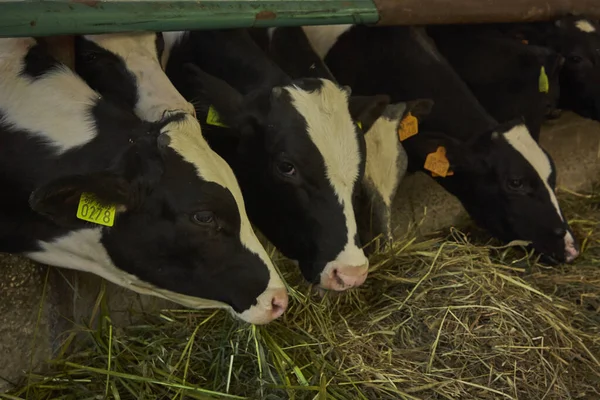 Vacas Establo Dentro Cerca Para Producción Carne — Foto de Stock