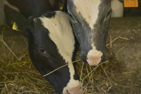 Vacas Establo Dentro Cerca Para Producción Carne — Foto de Stock