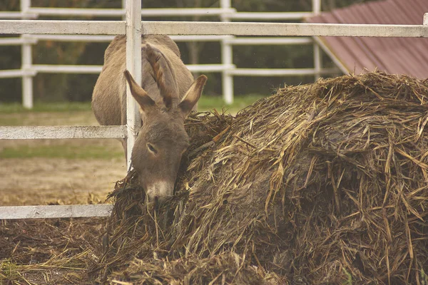 Burro Cinzento Recinto Dentro Uma Fazenda Itália — Fotografia de Stock